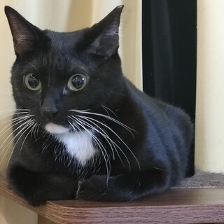 キュートな女王様！顎白姉妹のハチ