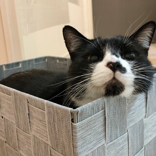 心優しきコミカルフェイス！タマオ