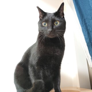 甘えん坊で控え目な黒猫美男子！ゲンタ