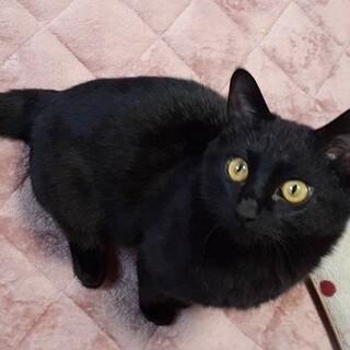 人慣れしてスリスリ甘えるお膝猫☆