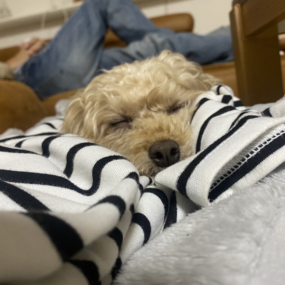 アトムのカバー写真