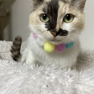 珍しいパステルミケ♪綺麗な瞳の美人さん