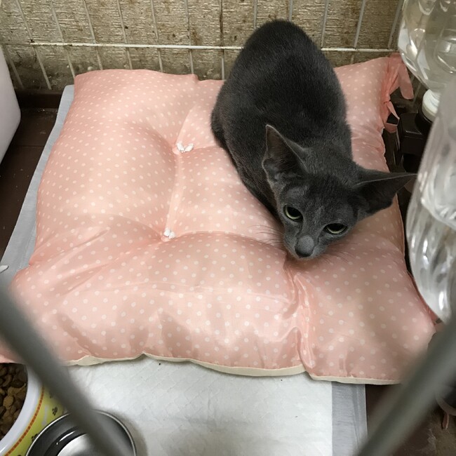 ポコ大塚のカバー写真