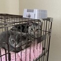 スコティッシュ2匹一緒に。