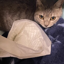 急遽保護！！1歳未満のメス猫