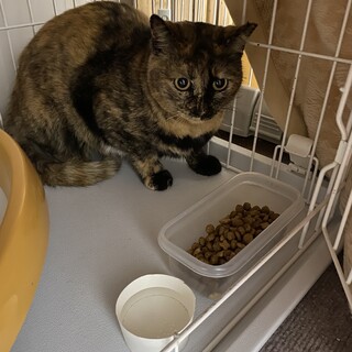 おとなしいサビ猫ちゃん