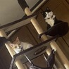 高い所が好き
