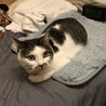 ！トライアル中！優しくて穏やかなゴマちゃん サムネイル3