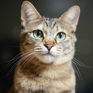 グルグル甘えん坊♡人も猫も大好き♡