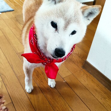 (ΦωΦ)の日♥赤いりぼんの日♥