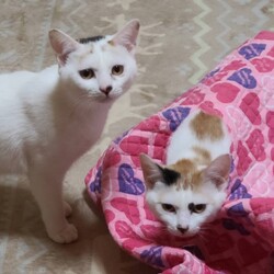 茨城守谷、猫の里親会 サムネイル2