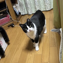 「杏の日」サムネイル3