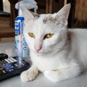 今月中に子猫出産予定！里親さん募集
