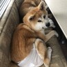 元気いっぱい！　秋田犬1歳男の子 サムネイル2