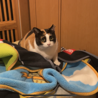 コロコロのミケちゃんの里親さん募集！