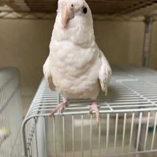 オカメインコ4羽