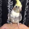 オカメインコ4羽 サムネイル2