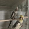 オカメインコ4羽 サムネイル3
