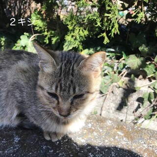 急いでいます【人懐っこい】キジトラ　女の子