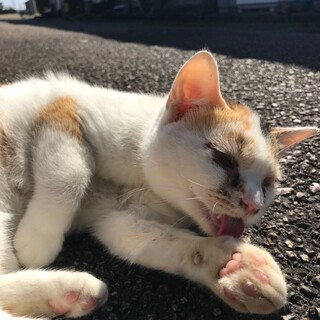 急いでいます【人懐っこい】ミケ　女の子