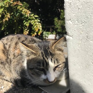 急いでいます【人懐っこい】シロクロ女の子’