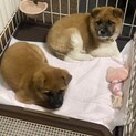 【募集停止】つぶらな瞳な子犬ちゃん