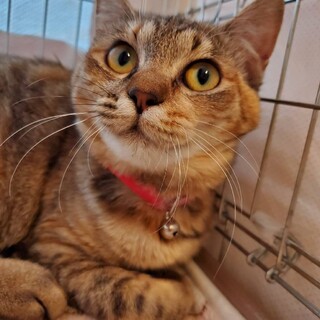 可愛い丸顔、いつきちゃん♪