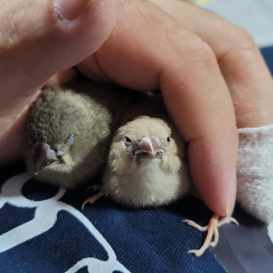 みゃのカバー写真