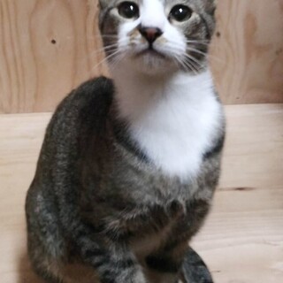 甘えん坊！人懐こいミャウくん♂