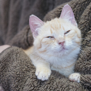 抱っこもお膝も大好き！甘えん坊で穏やかな子です♪