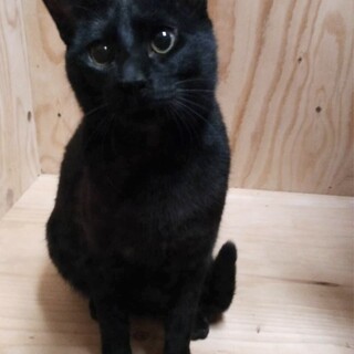 甘えん坊なイケメン黒猫♂モナカくん★