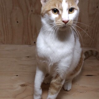 超甘えん坊なニャンシーちゃん♀美人です★