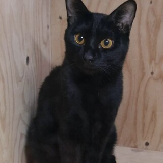 抱っこ大好き！甘えん坊なパチくん♂