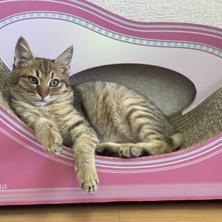 【4-5ヵ月♂】丸顔　ずんぐり　コロくん