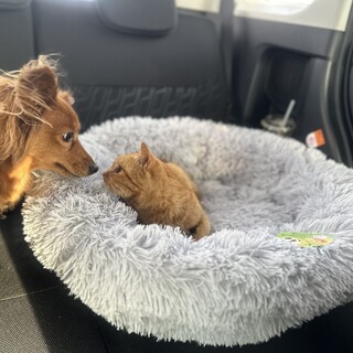 子猫を保護しました