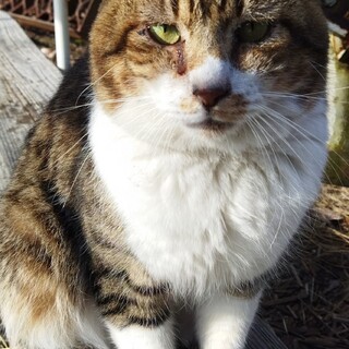 カワイイキジ猫ちゃんの里親様募集