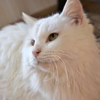 アーモンドアイ