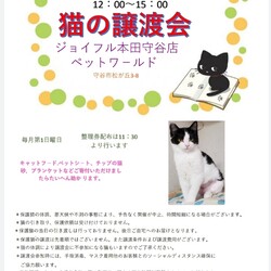 保護猫譲渡会☆ジョイフル本田守谷店