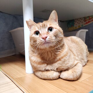 茶トラおじゃが