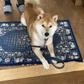 柴犬ラッキー君