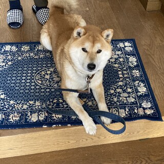 柴犬ラッキー君