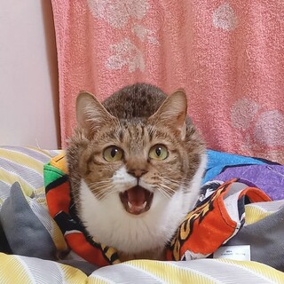 【募集一時停止】キジシロさおりちゃん