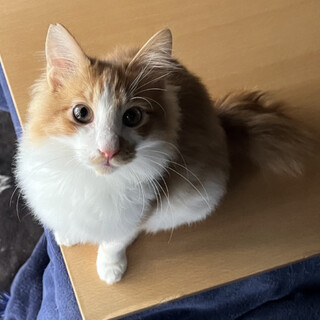 ふわっふわセミロングコートのイケメン☆カルビくん