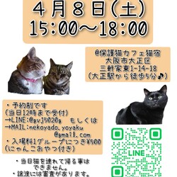 にゃんこ譲渡会