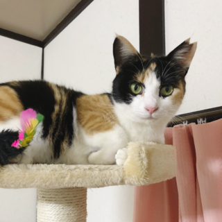 【動画有】アイラインくっきりの美猫✨不妊手術済