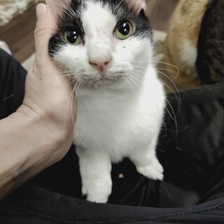 ドジっ子甘えん坊ブチコ