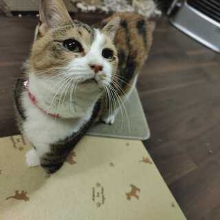 のんびり屋の甘えん坊のんちゃん