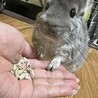幸せにしてもらえる方、募集してます。夫婦チンチラ サムネイル5