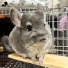 幸せにしてもらえる方、募集してます。夫婦チンチラ サムネイル6