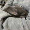 幸せにしてもらえる方、募集してます。夫婦チンチラ サムネイル4